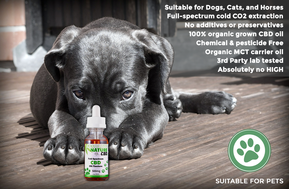 cbd oil for pets - cbd for dogs